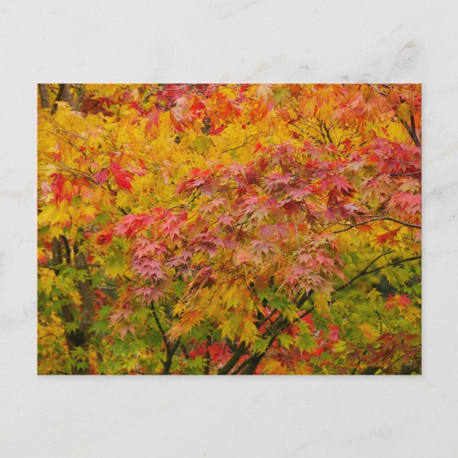 Maple Leaves Postcard (Front)