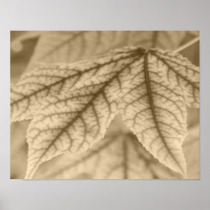 Maple Leaves Poster