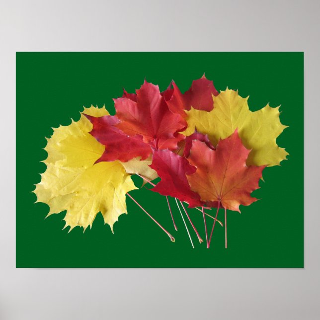 Maple Leaves Poster (Front)