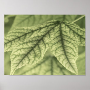 Maple Leaves Poster