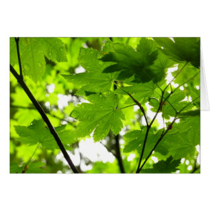Maple Leaves with Raindrops