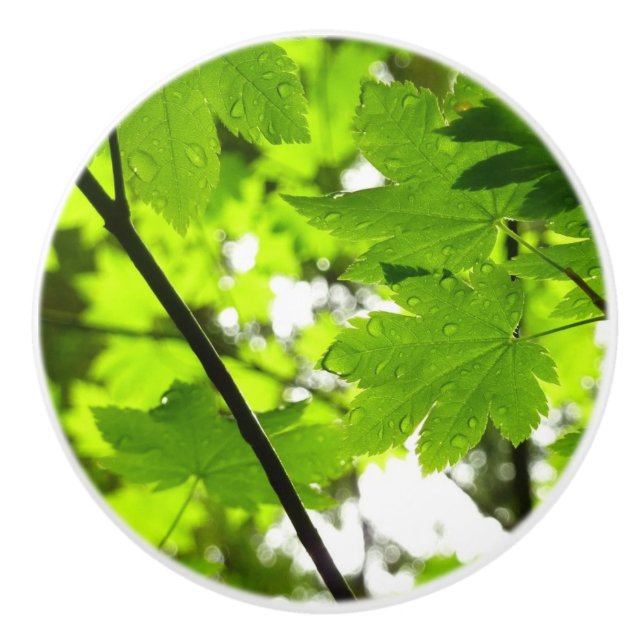 Maple Leaves with Raindrops Ceramic Knob (Front)