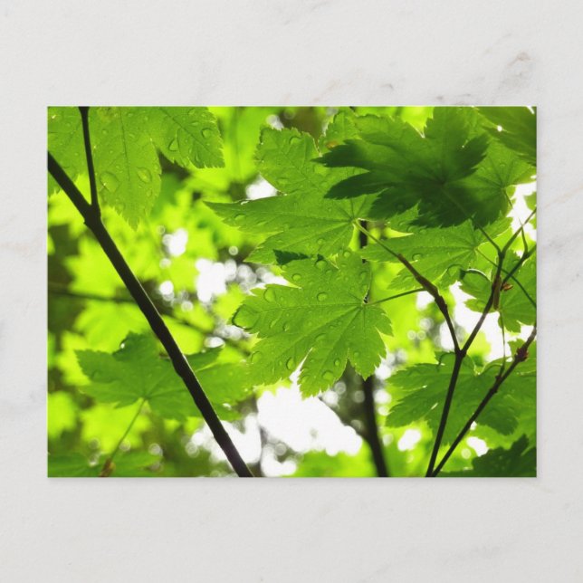 Maple Leaves with Raindrops Postcard (Front)