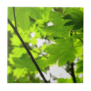 Maple Leaves with Raindrops Tile
