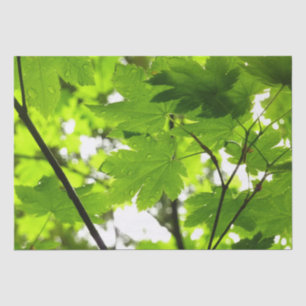 Maple Leaves with Raindrops Tissue Paper
