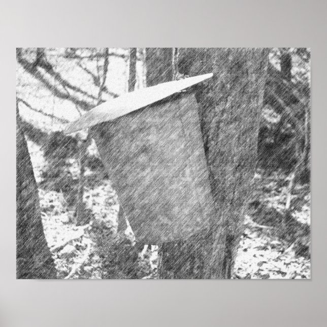 Maple Sap Bucket On Tree Black Pencil Art Poster (Front)