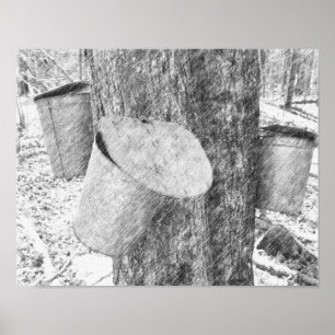Maple Sap Buckets On Tree Black Pencil Art Poster
