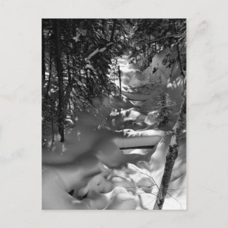 Maple Spring Postcard - 1