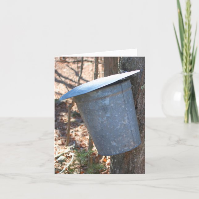 Maple Syrup Sap Bucket On Tree Nature Note Card (Front)