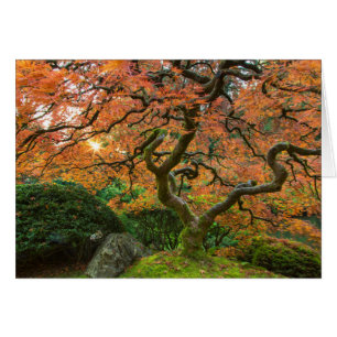 Maple Tree At The Japanese Gardens In Autumn