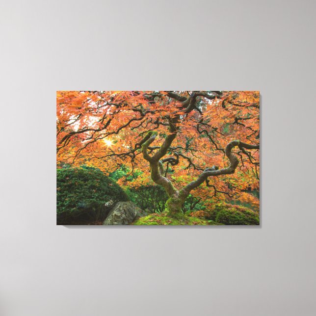 Maple Tree At The Japanese Gardens In Autumn Canvas Print (Front)