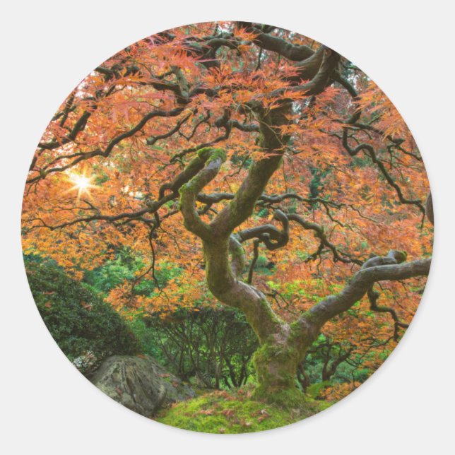Maple Tree At The Japanese Gardens In Autumn Classic Round Sticker (Front)