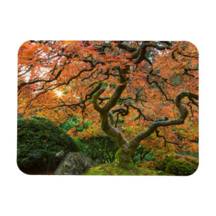 Maple Tree At The Japanese Gardens In Autumn Magnet