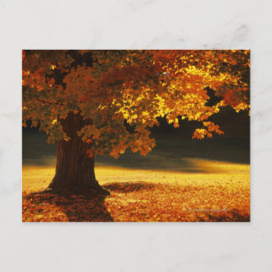 Maple tree , Bennington , Vermont Postcard