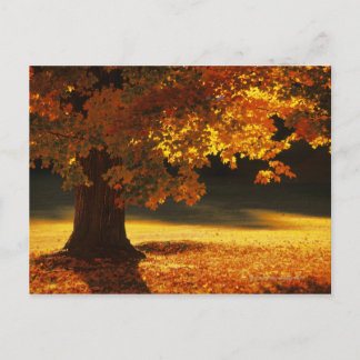 Maple tree , Bennington , Vermont Postcard