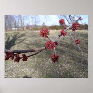 Maple Tree Buds Poster