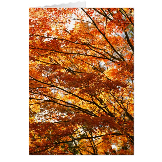 Maple tree foliage (Front)