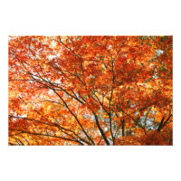 Maple tree foliage