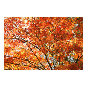 Maple tree foliage photo print