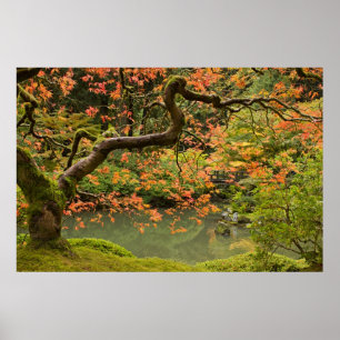 Maple Tree in Portland Oregon Japanese Garden Post Poster