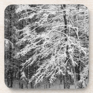 Maple Tree Outlined In Snow Coaster