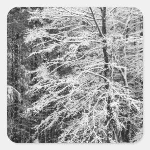 Maple Tree Outlined In Snow Square Sticker