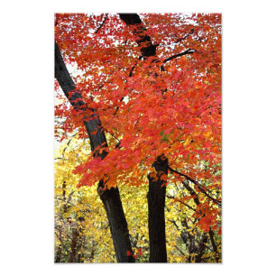 Maple Tree Photo Print