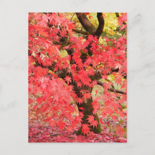 Maple Tree Postcard