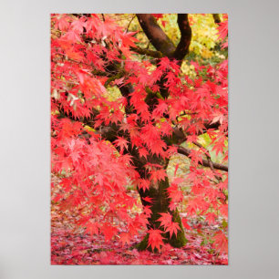 Maple Tree Poster