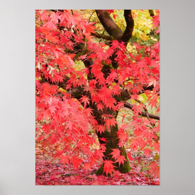 Maple Tree Poster (Front)