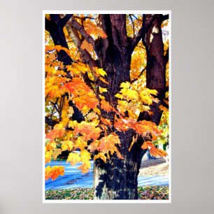 Maple Tree Poster
