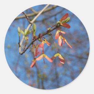 Maple Tree Seeds sticker