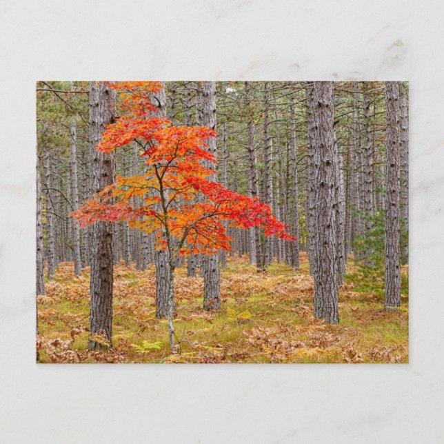 Maple Tree with Autumn Colors Postcard (Front)