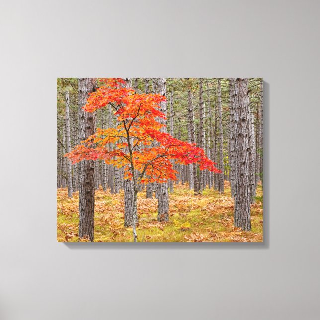 Maple Tree with Autumn Colours Canvas Print (Front)