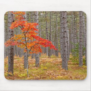 Maple Tree with Autumn Colours Mouse Mat