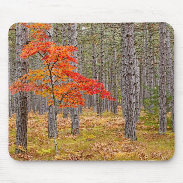 Maple Tree with Autumn Colours Mouse Mat (Front)