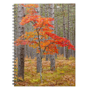 Maple Tree with Autumn Colours Notebook