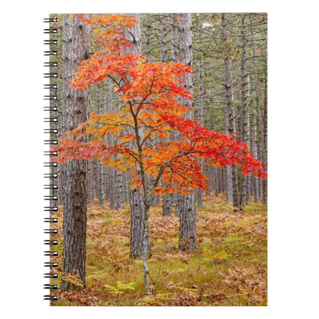 Maple Tree with Autumn Colours Notebook (Front)