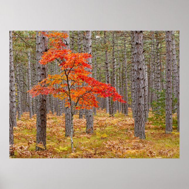 Maple Tree with Autumn Colours Poster (Front)