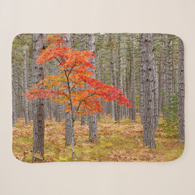 Maple Tree with Autumn Colours Sherpa Blanket (Front (Horizontal))