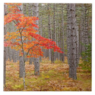 Maple Tree with Autumn Colours Tile