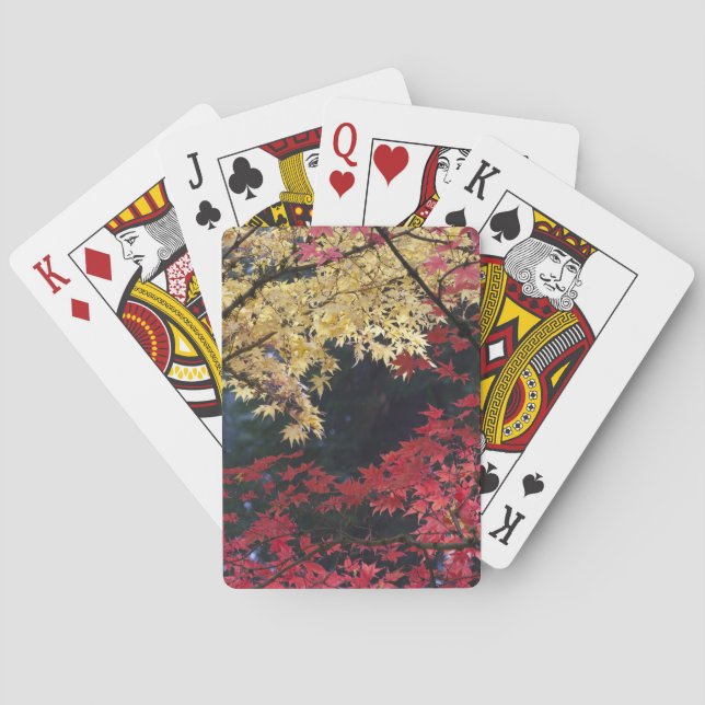 Maple trees in autumn color playing cards (Back)