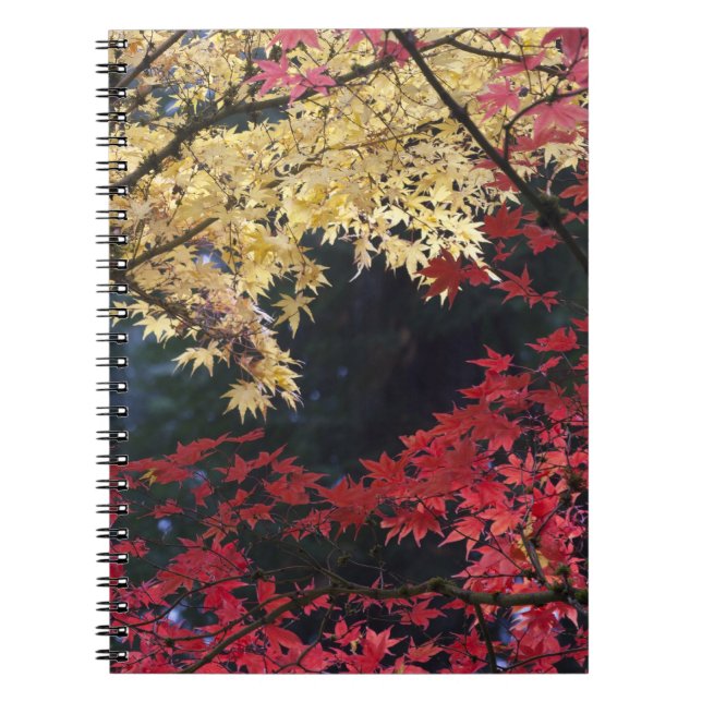 Maple trees in autumn colour notebook (Front)