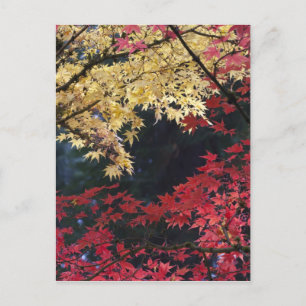 Maple trees in autumn colour postcard