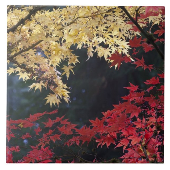 Maple trees in autumn colour tile (Front)