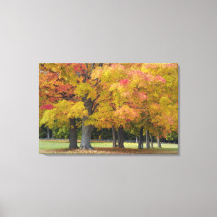 Maple trees in autumn colours, near Concord, Canvas Print