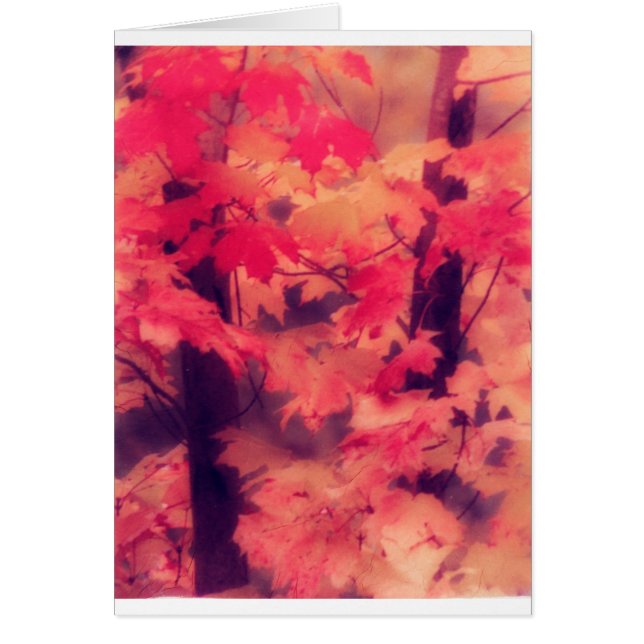 Maple Trees in Fall (Front)