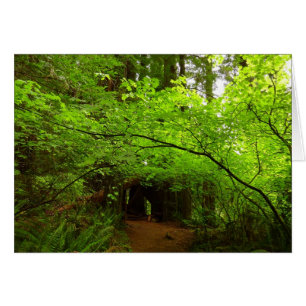Maple Trees in Redwood Forest