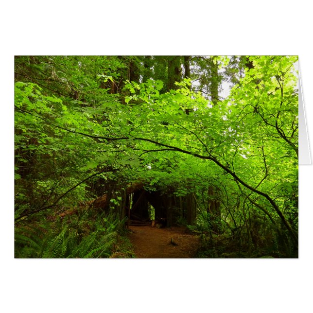 Maple Trees in Redwood Forest (Front Horizontal)