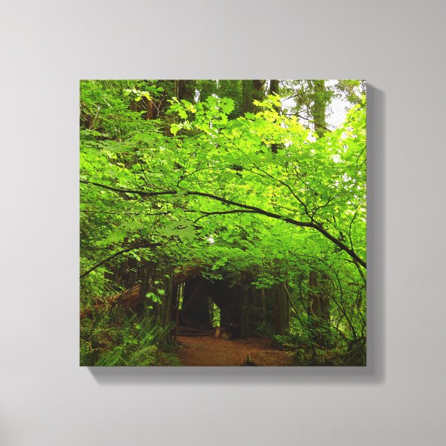 Maple Trees in Redwood Forest Canvas Print (Front)